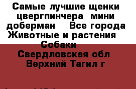 Самые лучшие щенки цвергпинчера (мини доберман) - Все города Животные и растения » Собаки   . Свердловская обл.,Верхний Тагил г.